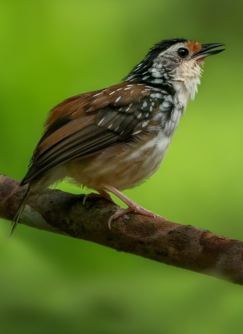 Blue-and-white flycatcher by Jonathan Kuah