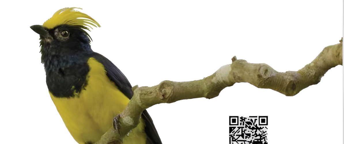 Blue-and-white flycatcher by Jonathan Kuah