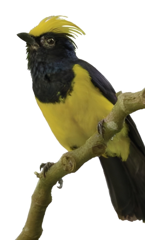 Blue-and-white flycatcher by Jonathan Kuah