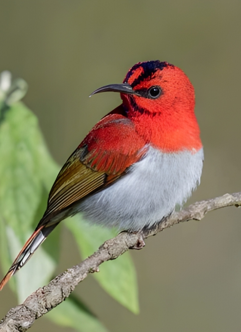 Blue-and-white flycatcher by Jonathan Kuah
