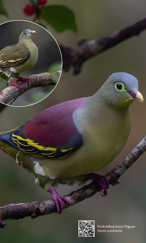 Blue-and-white flycatcher by Jonathan Kuah