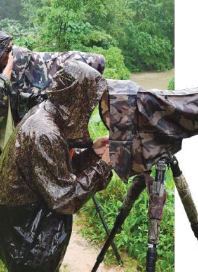 Blue-and-white flycatcher by Jonathan Kuah
