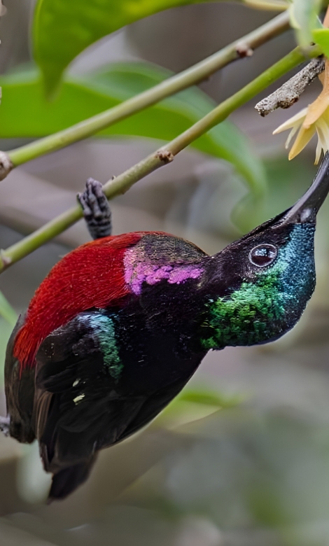 Blue-and-white flycatcher by Jonathan Kuah