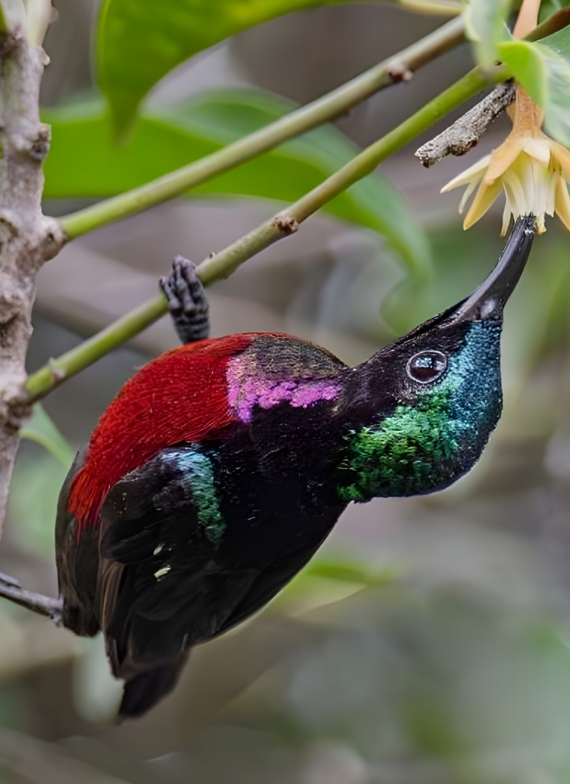 Blue-and-white flycatcher by Jonathan Kuah