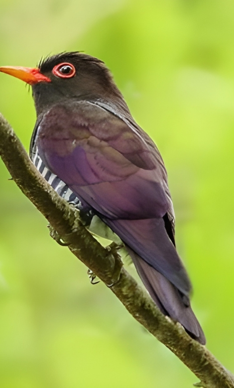 Blue-and-white flycatcher by Jonathan Kuah