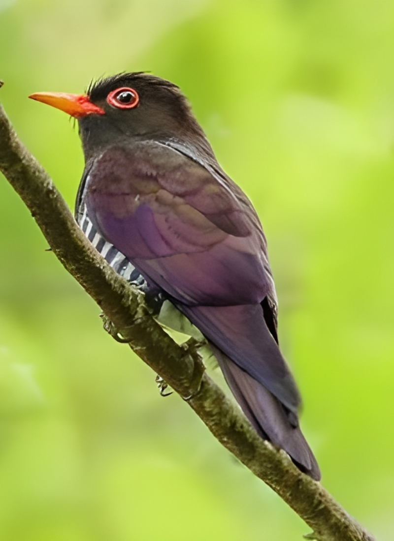 Blue-and-white flycatcher by Jonathan Kuah