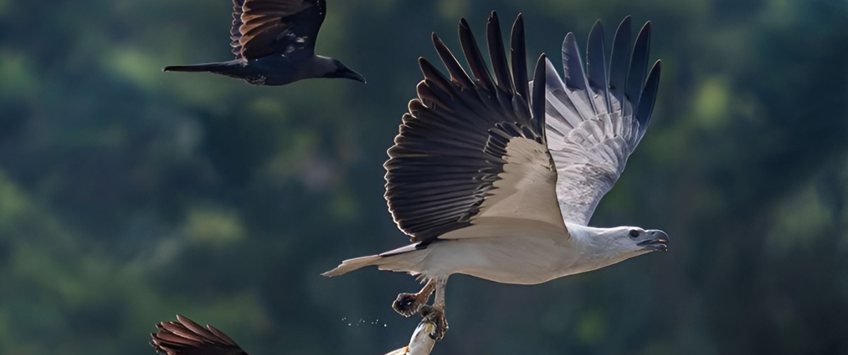 Blue-and-white flycatcher by Jonathan Kuah