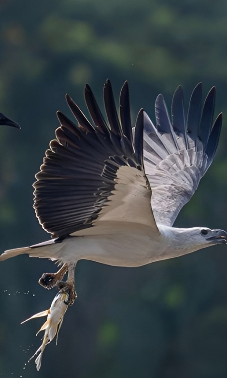 Blue-and-white flycatcher by Jonathan Kuah