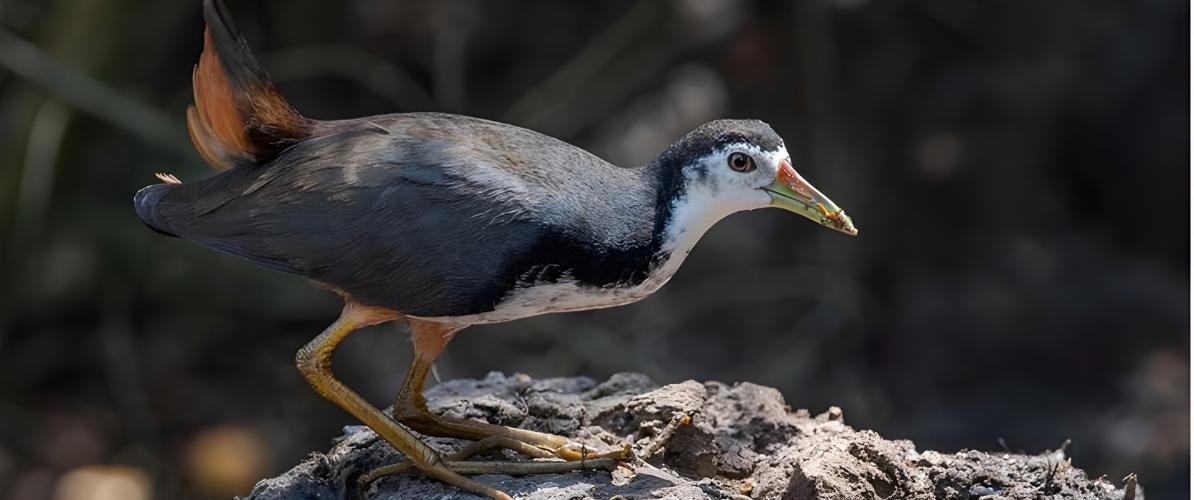 Blue-and-white flycatcher by Jonathan Kuah