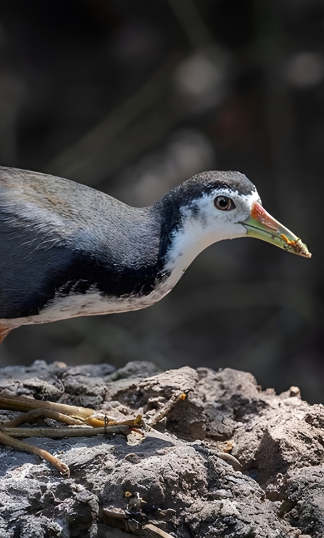 Blue-and-white flycatcher by Jonathan Kuah