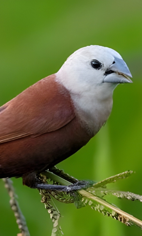 Blue-and-white flycatcher by Jonathan Kuah