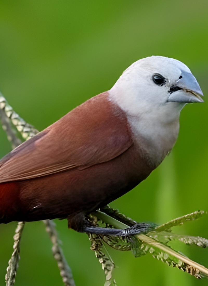 Blue-and-white flycatcher by Jonathan Kuah