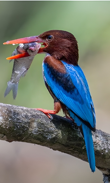 Blue-and-white flycatcher by Jonathan Kuah