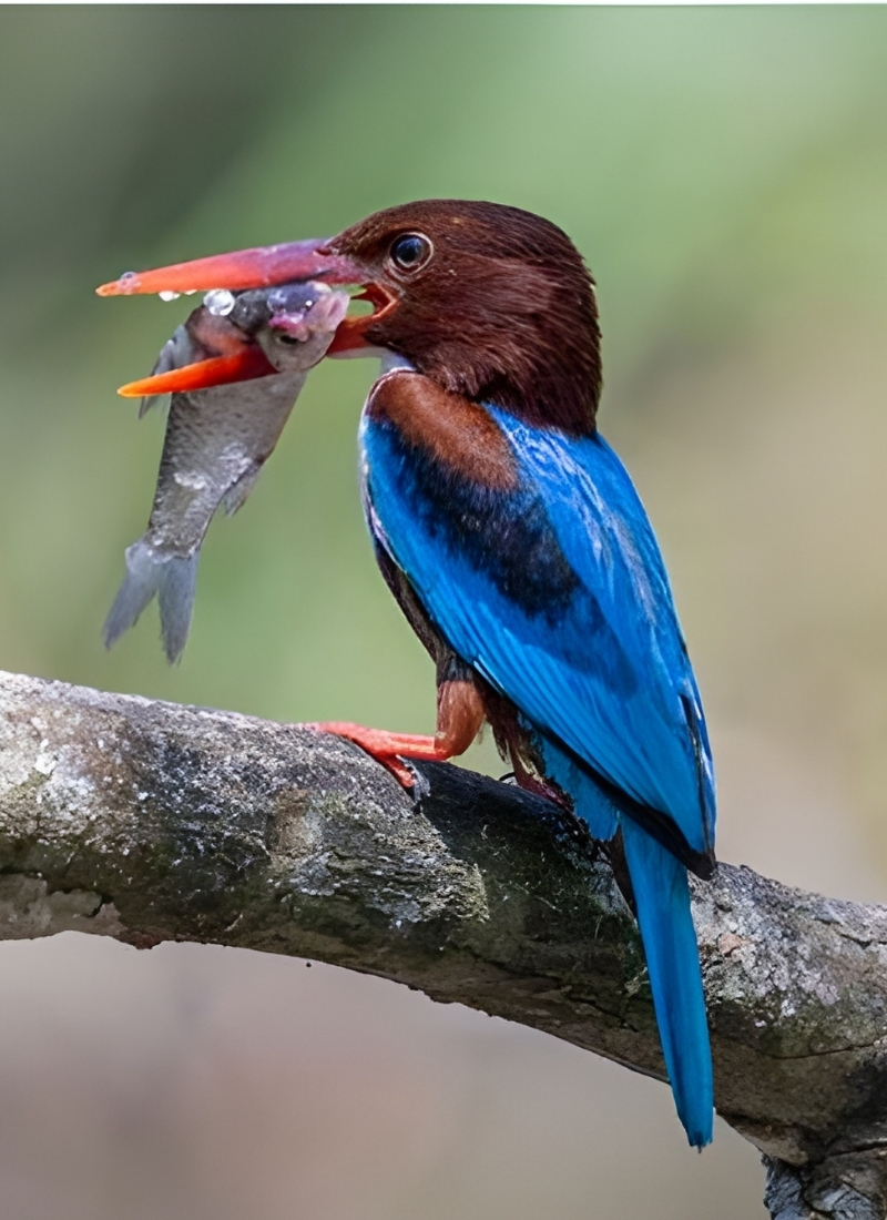 Blue-and-white flycatcher by Jonathan Kuah