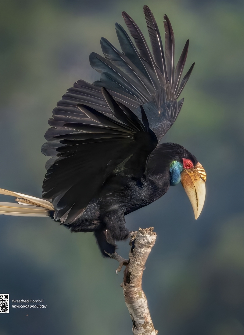 Blue-and-white flycatcher by Jonathan Kuah