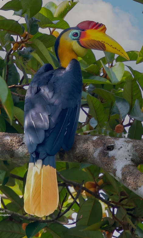 Blue-and-white flycatcher by Jonathan Kuah