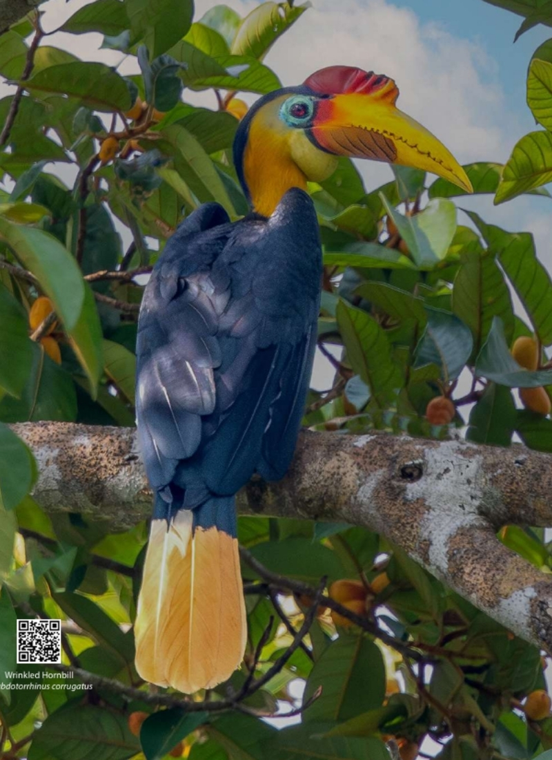 Blue-and-white flycatcher by Jonathan Kuah