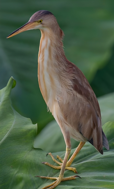Blue-and-white flycatcher by Jonathan Kuah