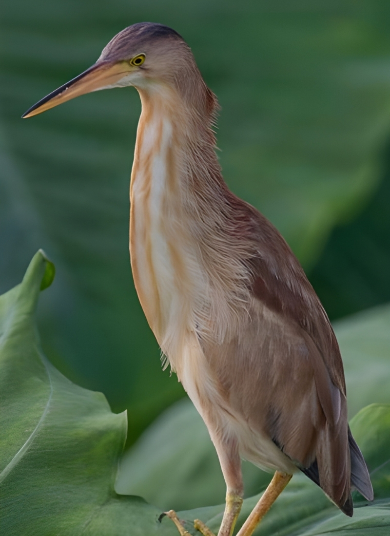Blue-and-white flycatcher by Jonathan Kuah