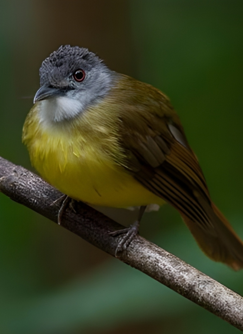 Blue-and-white flycatcher by Jonathan Kuah