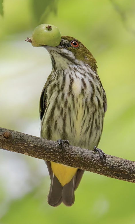 Blue-and-white flycatcher by Jonathan Kuah