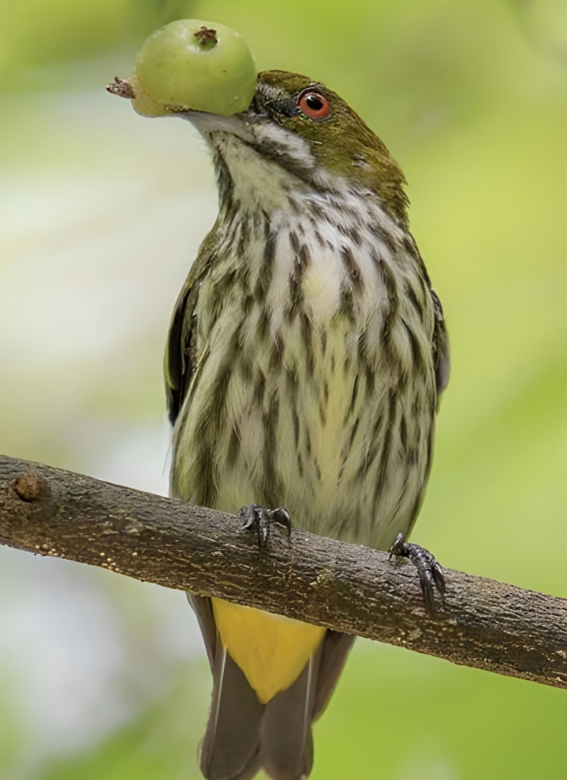 Blue-and-white flycatcher by Jonathan Kuah